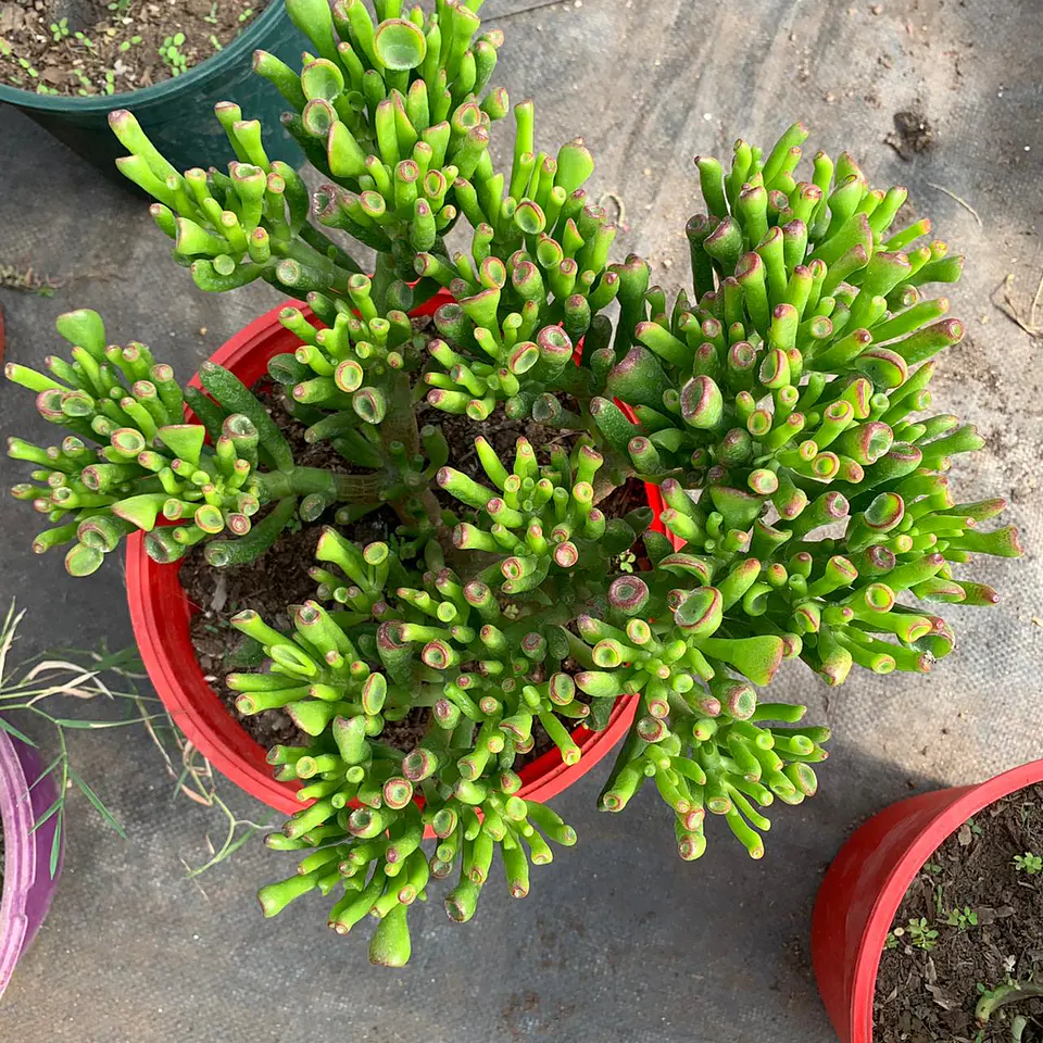 Crassula ovata  2