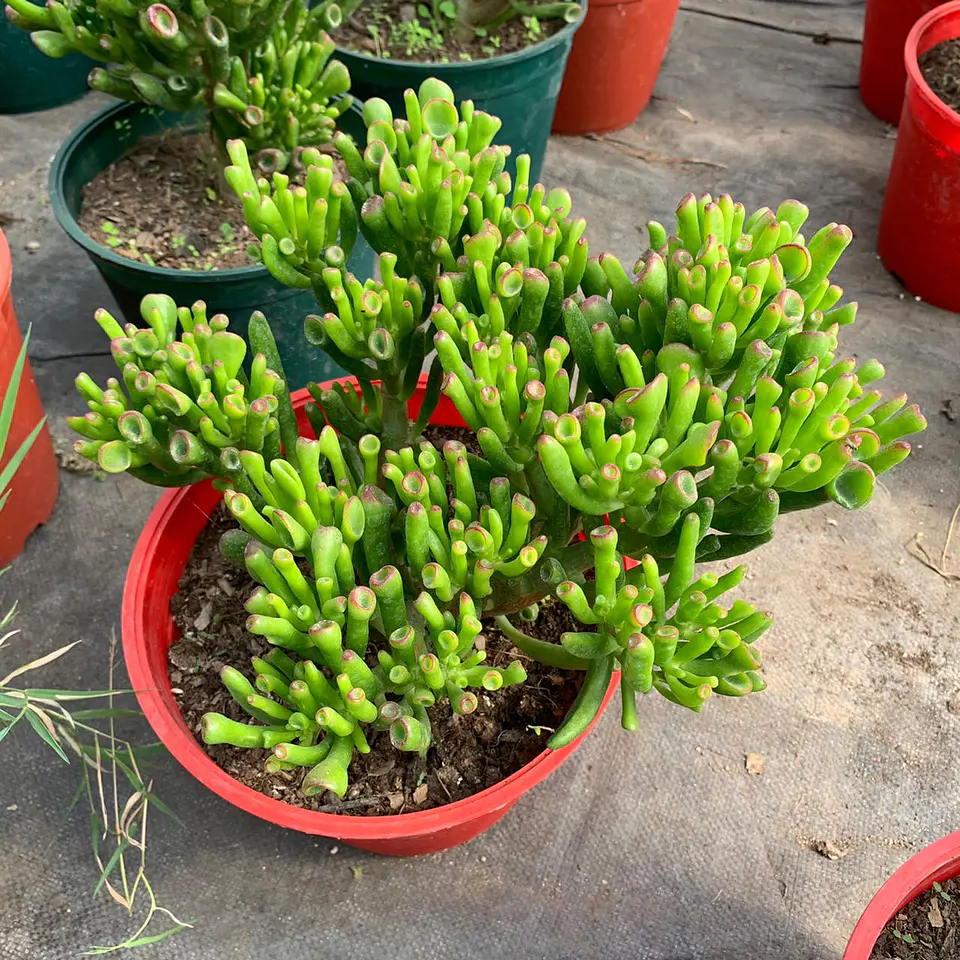 Crassula ovata  3