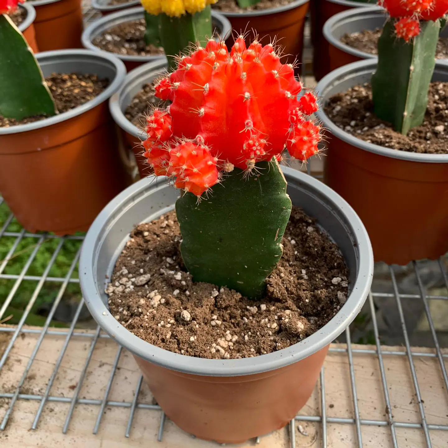 Cactus injertado 3