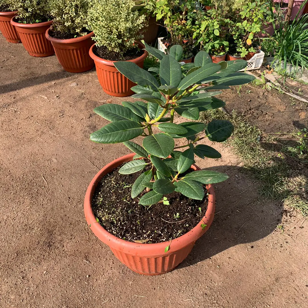 Rododendro 4