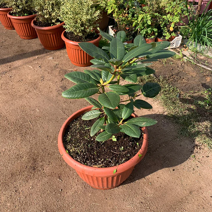 Rododendro 4