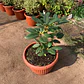 Rododendro - Miniatura 4