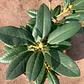 Rododendro - Miniatura 6