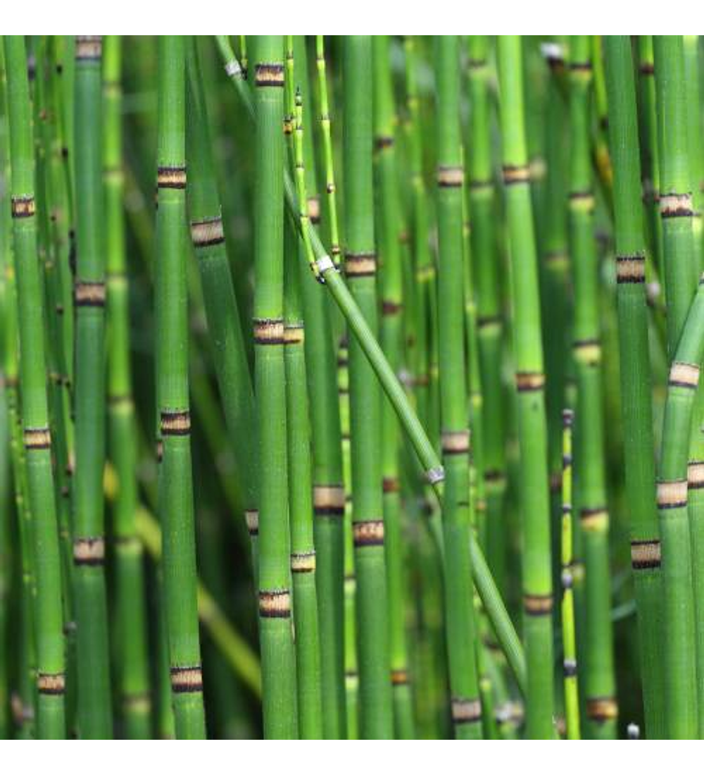 Equisetum