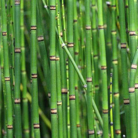 Equisetum