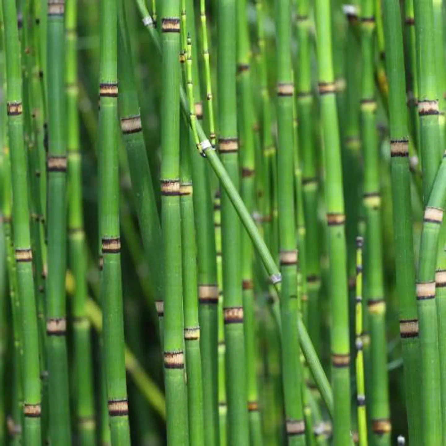 Equisetum 1