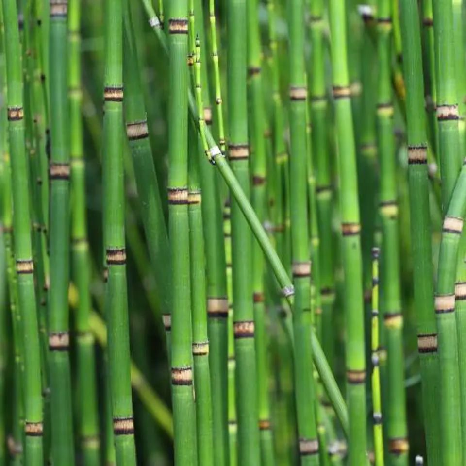 Equisetum 1