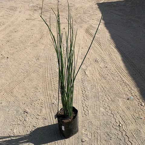 Equisetum