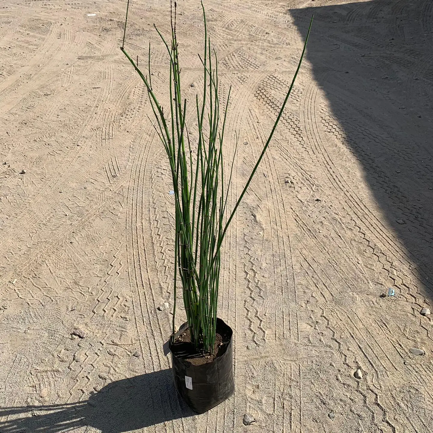Equisetum 2