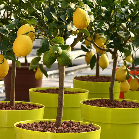 Limón Eureka