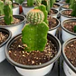 Cactus injertado - Miniatura 4