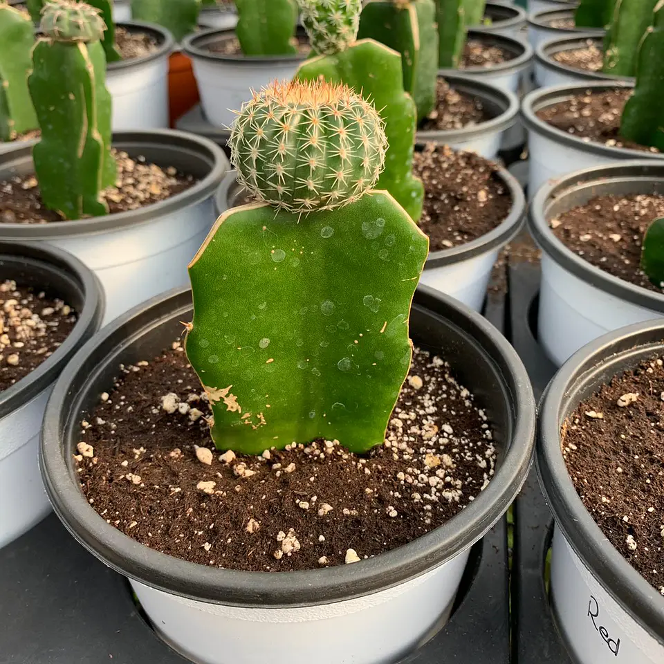 Cactus injertado 4
