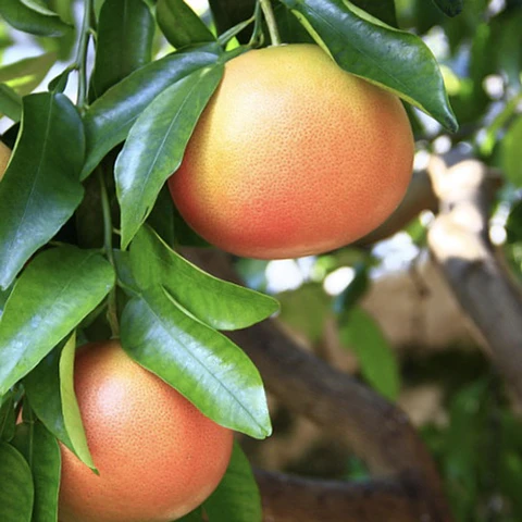 Pomelo