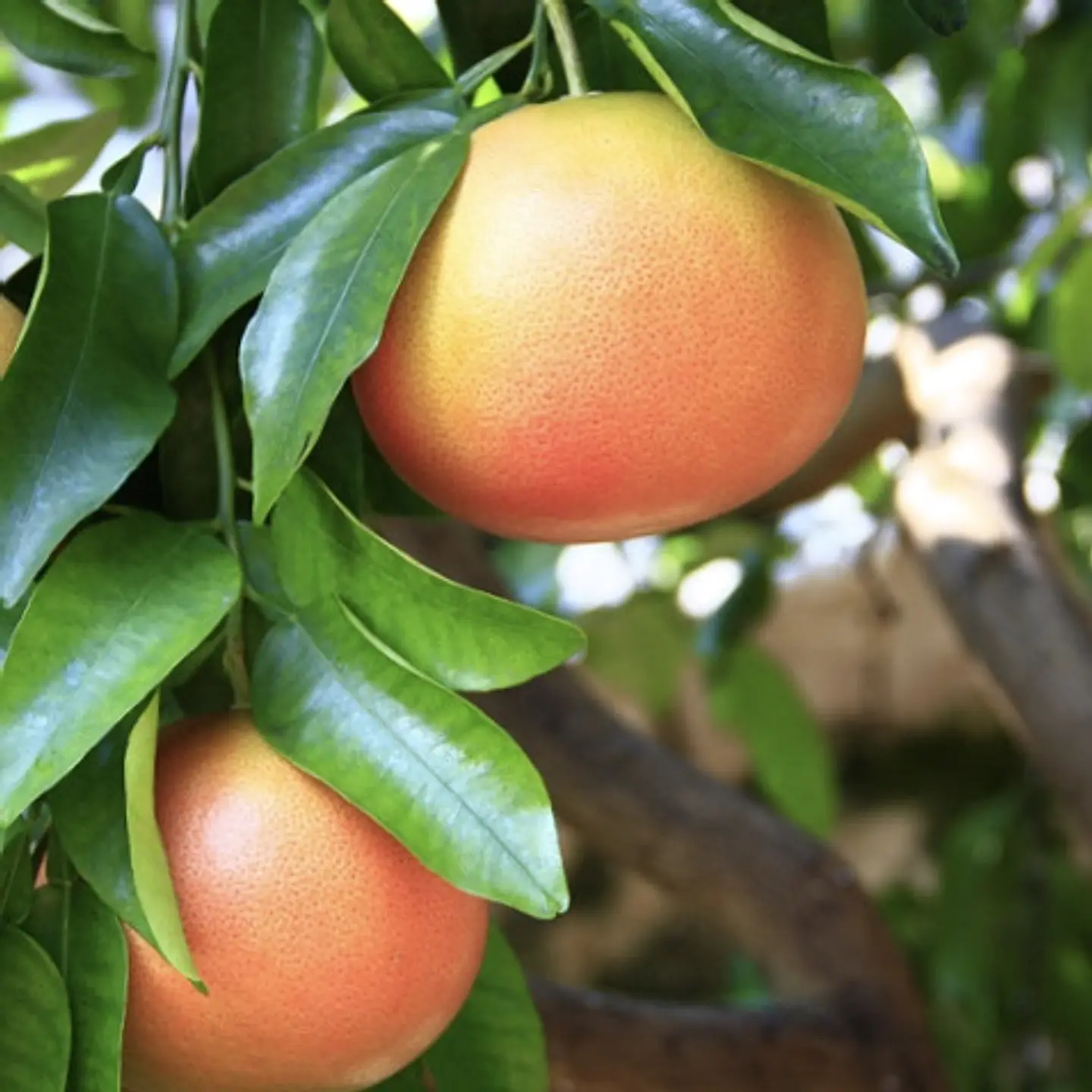 Pomelo 1