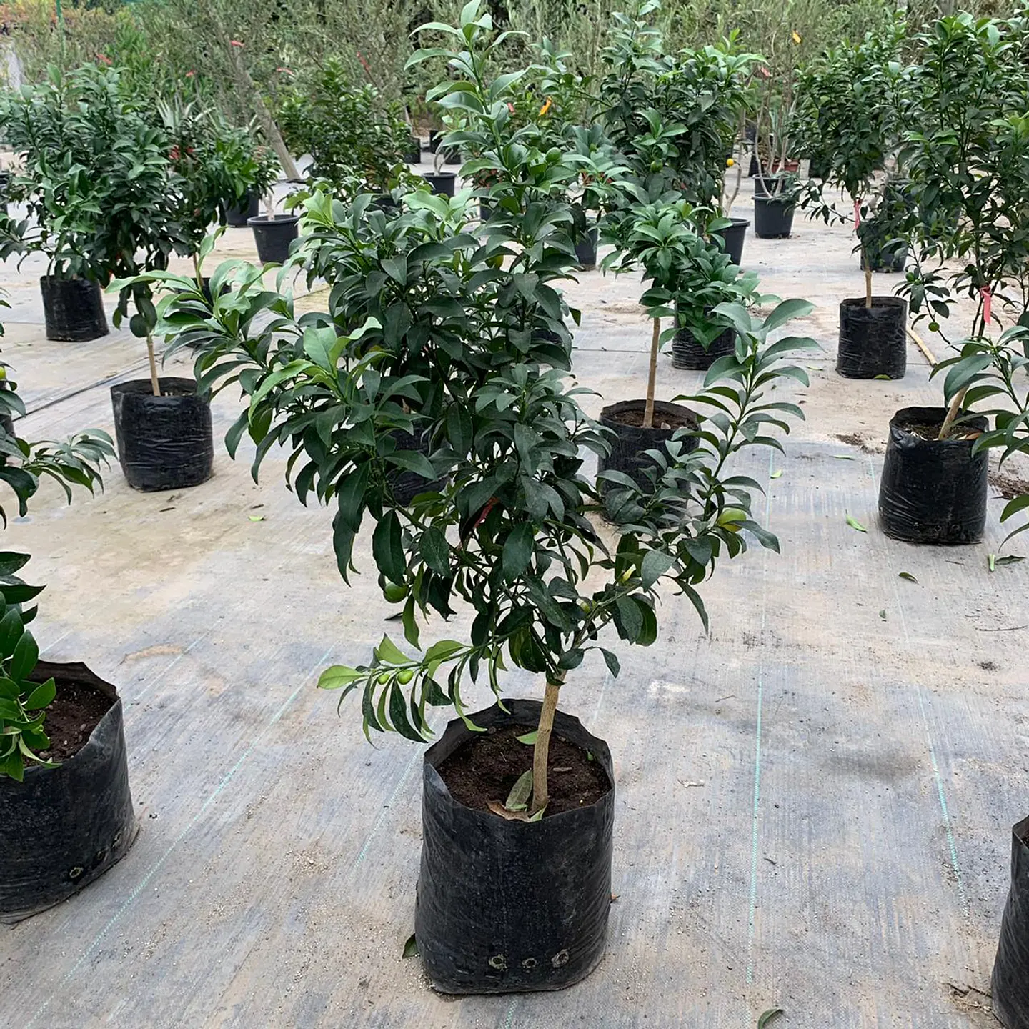 Kumquat 3