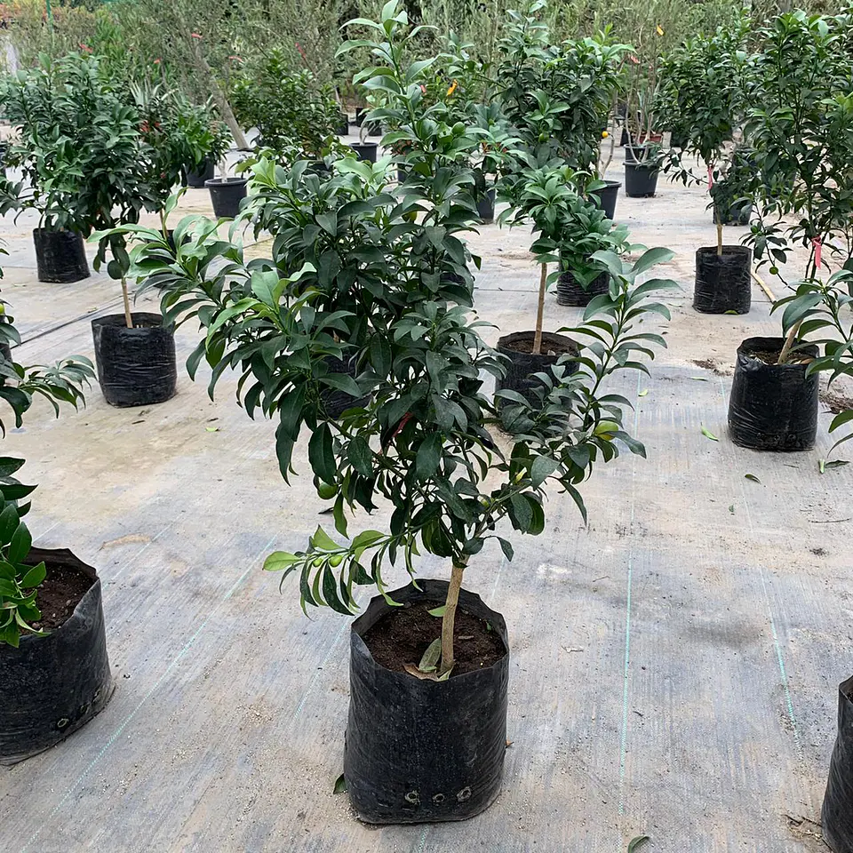 Kumquat 3