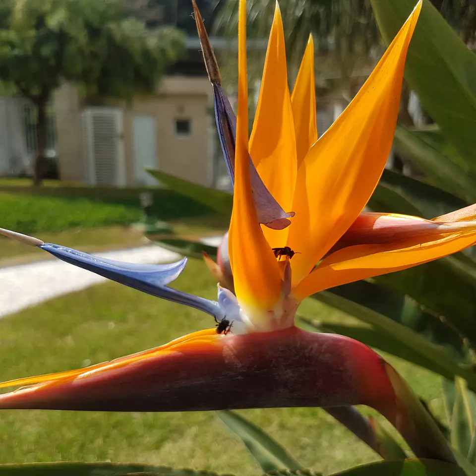 Strelitzia reginae 1