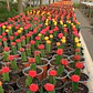 Cactus injertado - Miniatura 5