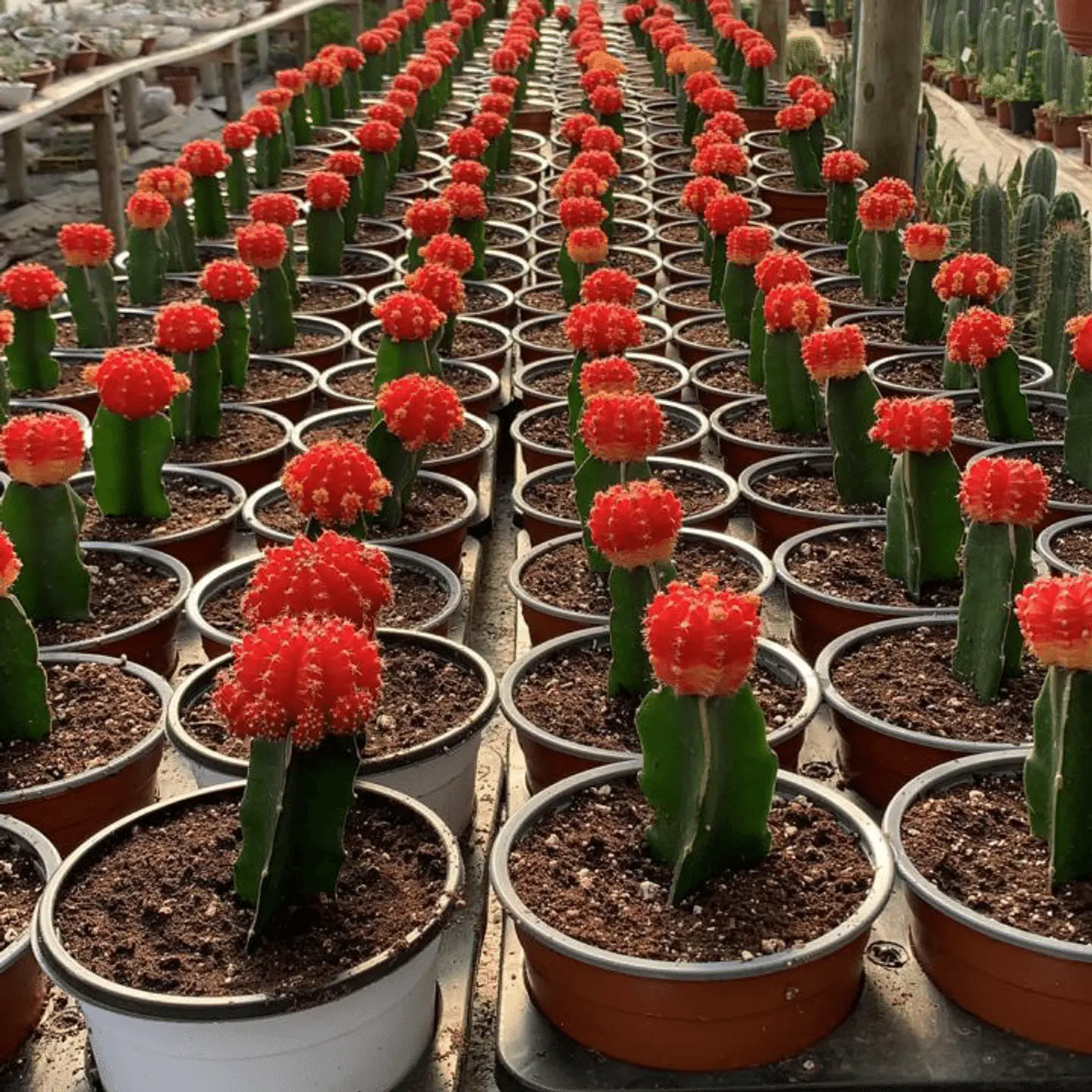 Cactus injertado 6