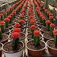 Cactus injertado - Miniatura 6