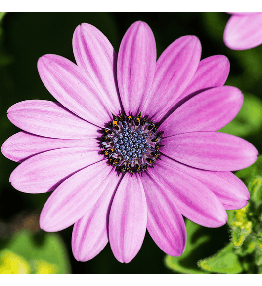 Osteospermum