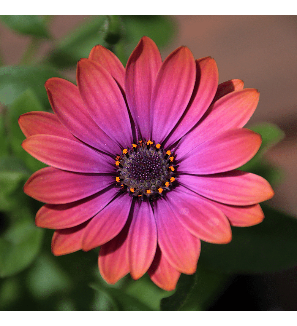 Osteospermum