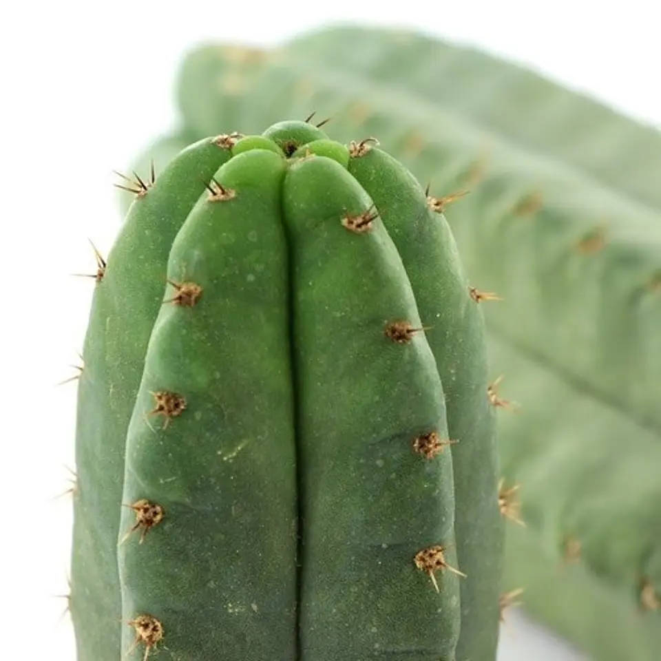 Cactus San Pedro 1
