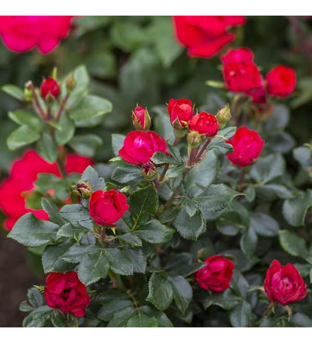 Rosa petit roja