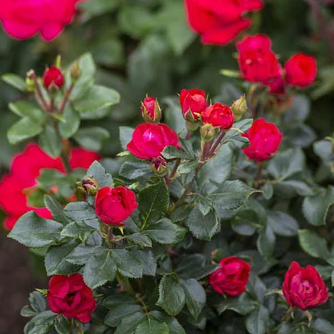 Rosa petit roja