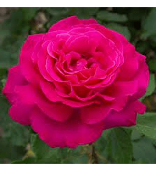 Rosa Sexy Perfumella