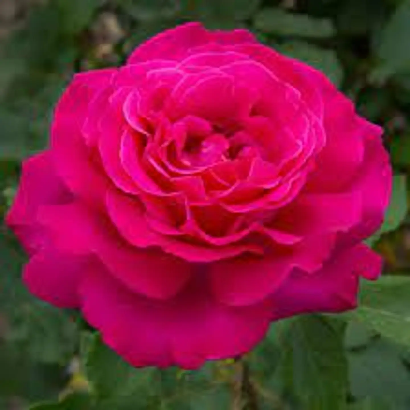 Rosa Sexy Perfumella 1