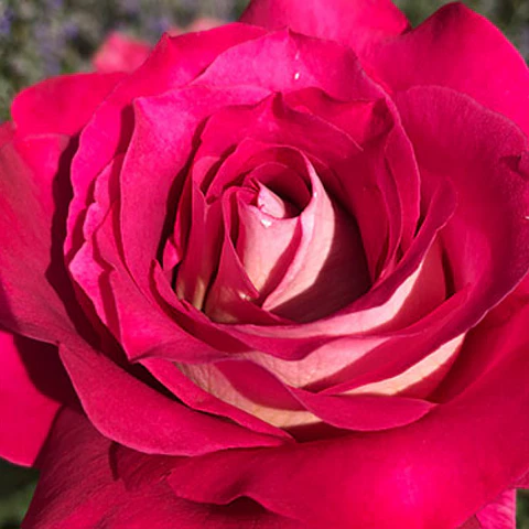 Rosa Duo Perfumella