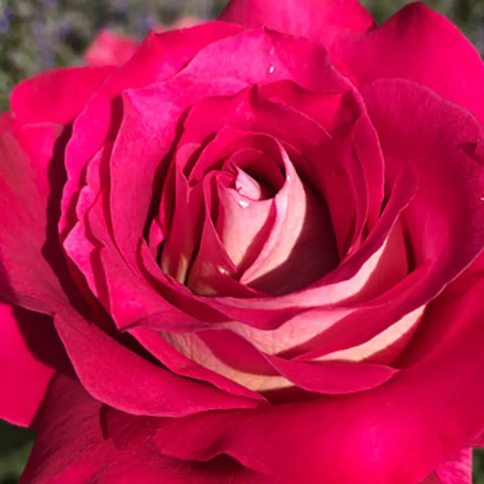 Rosa Duo Perfumella 1