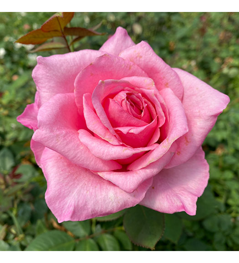 Rosa Carina Perfumella