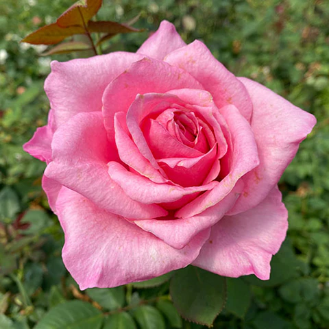 Rosa Carina Perfumella