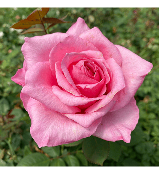 Rosa Carina Perfumella