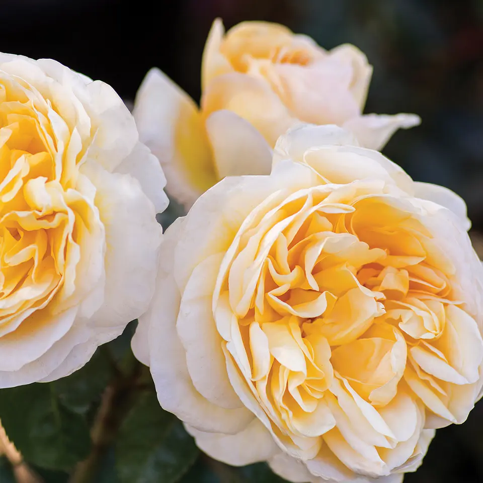 Rosa Sunny Romantica 1