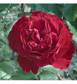 Rosa Merylou Romantica