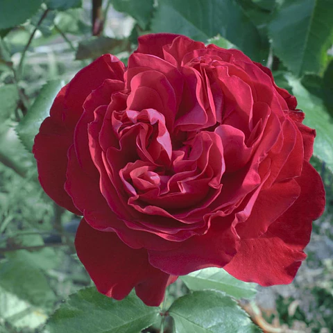 Rosa Merylou Romantica