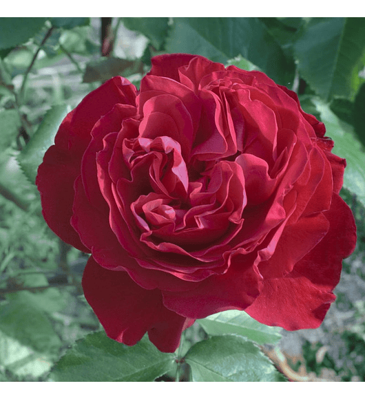 Rosa Merylou Romantica