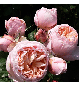 Rosa Belle Romantica