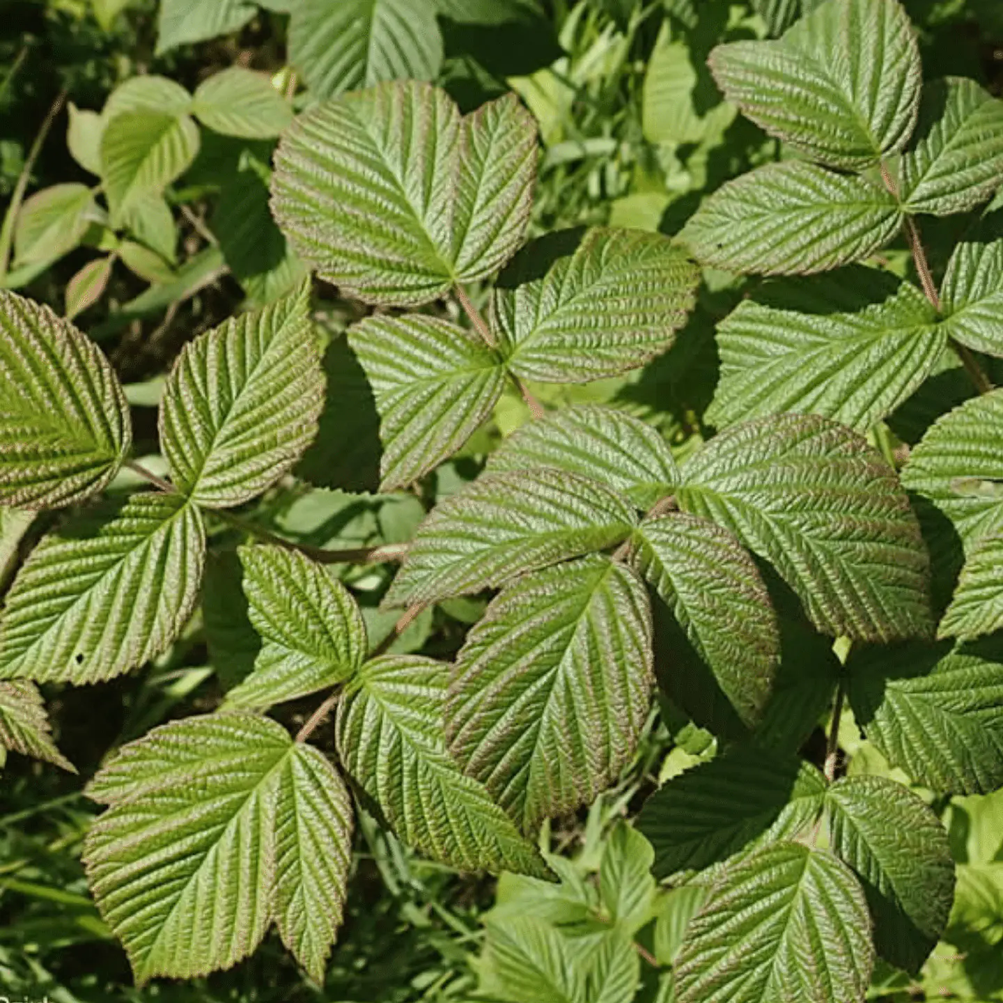 Frambuesa 2