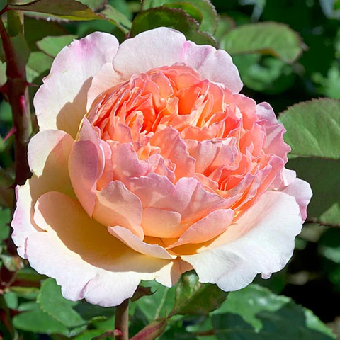 Rosa Princess Charlene de Monaco