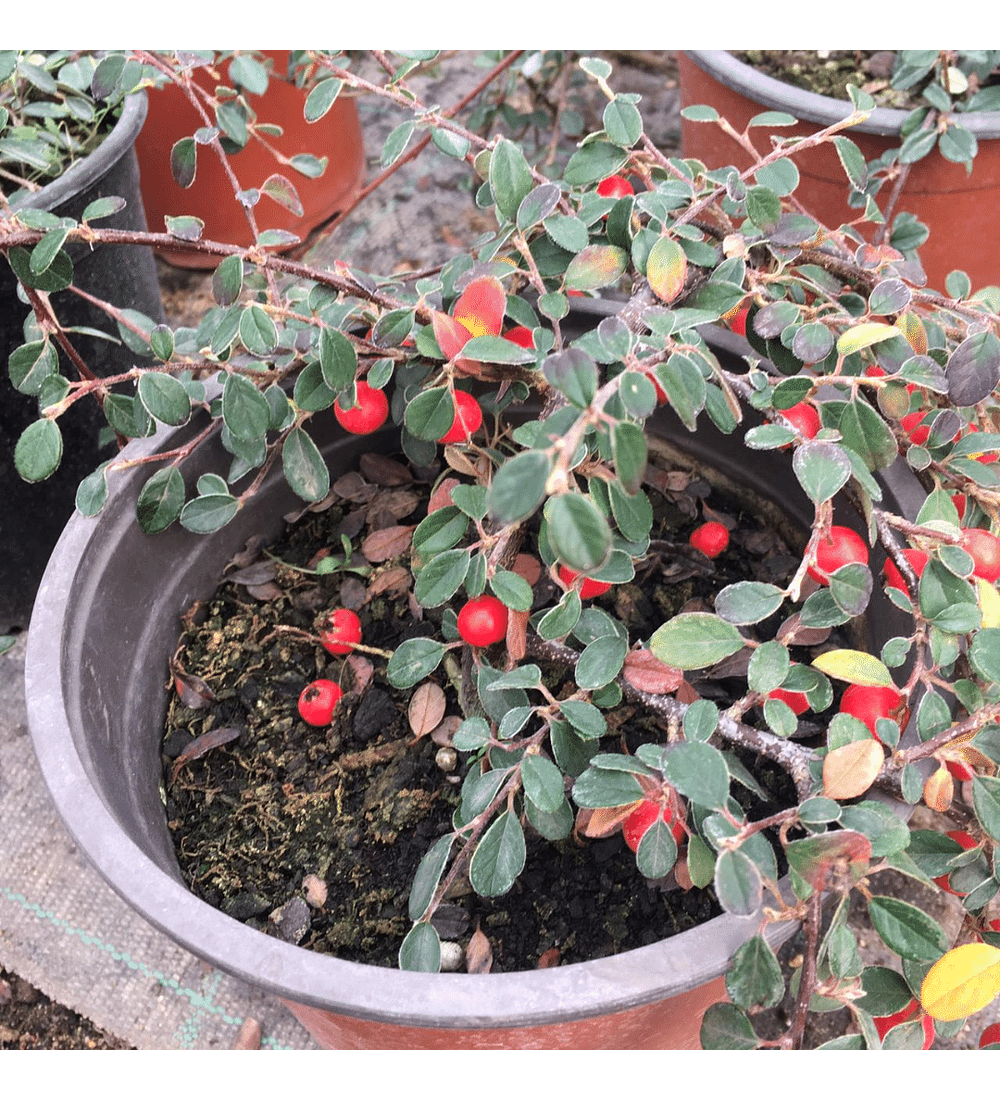 Cotoneaster