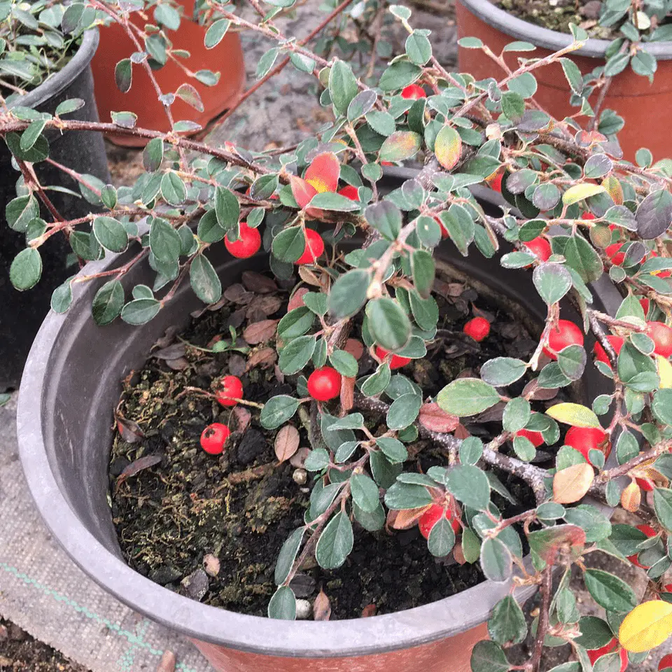 Cotoneaster 2