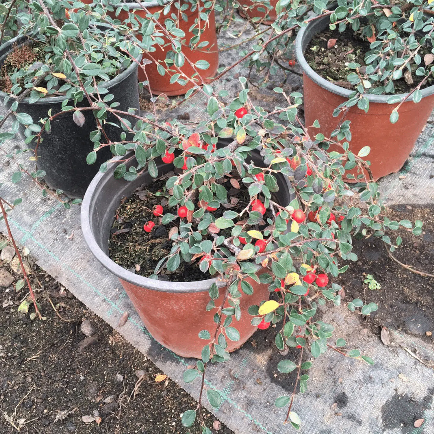 Cotoneaster 3