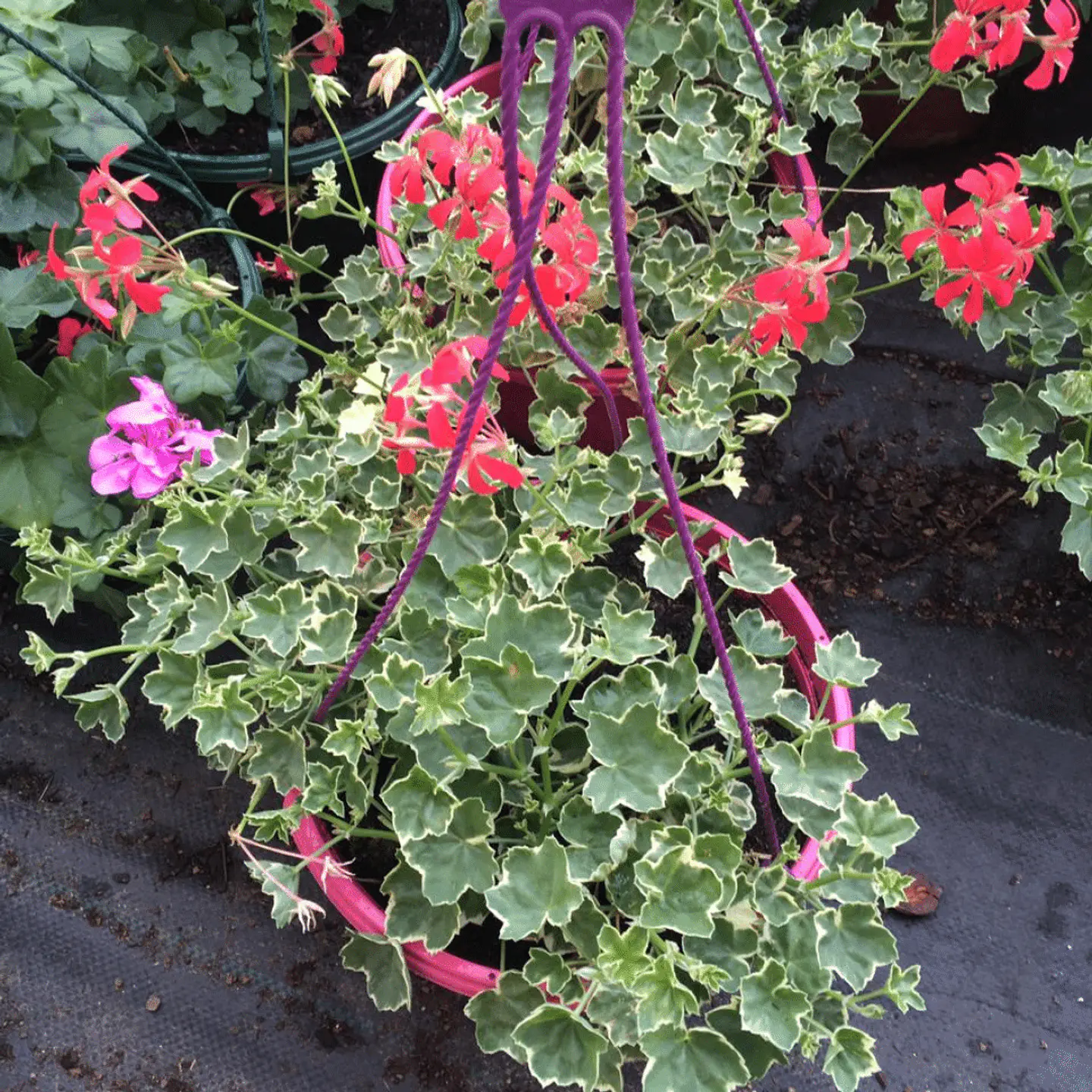 Geranio Variegado 3