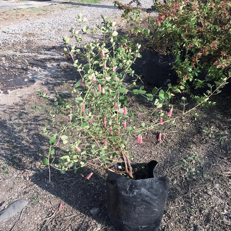 Correa Pulchella 4