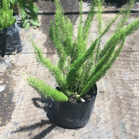 Helecho asparagus