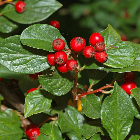 Cotoneaster